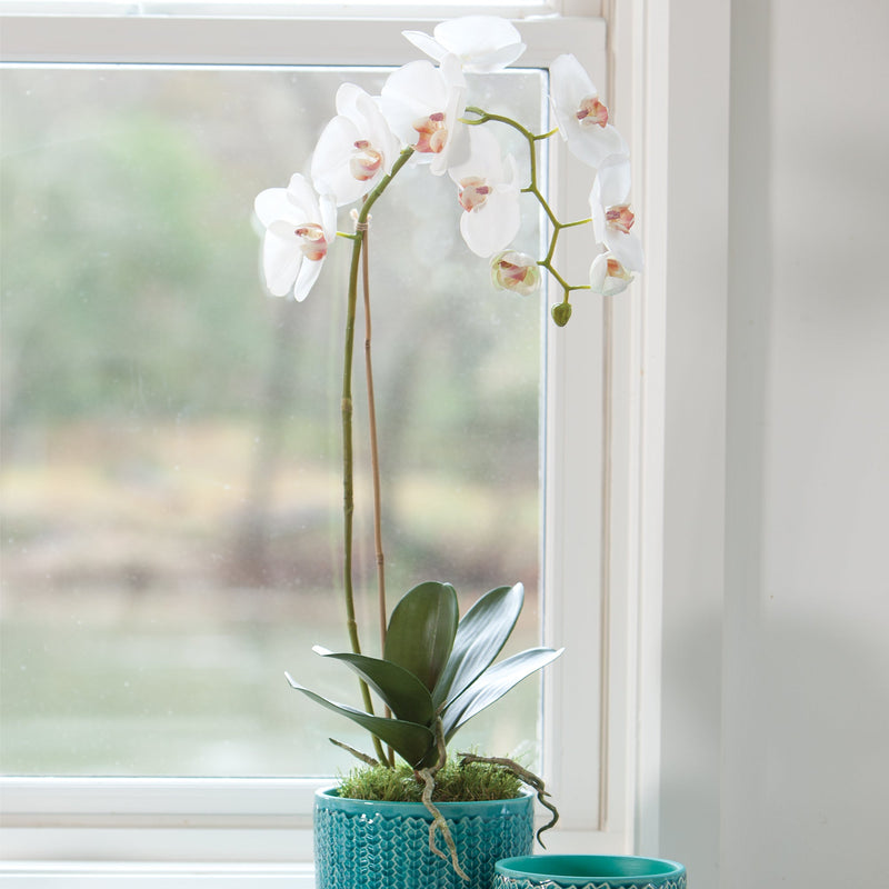 Phalaenopsis White Orchid Drop - In 26" - BlueJay Avenue