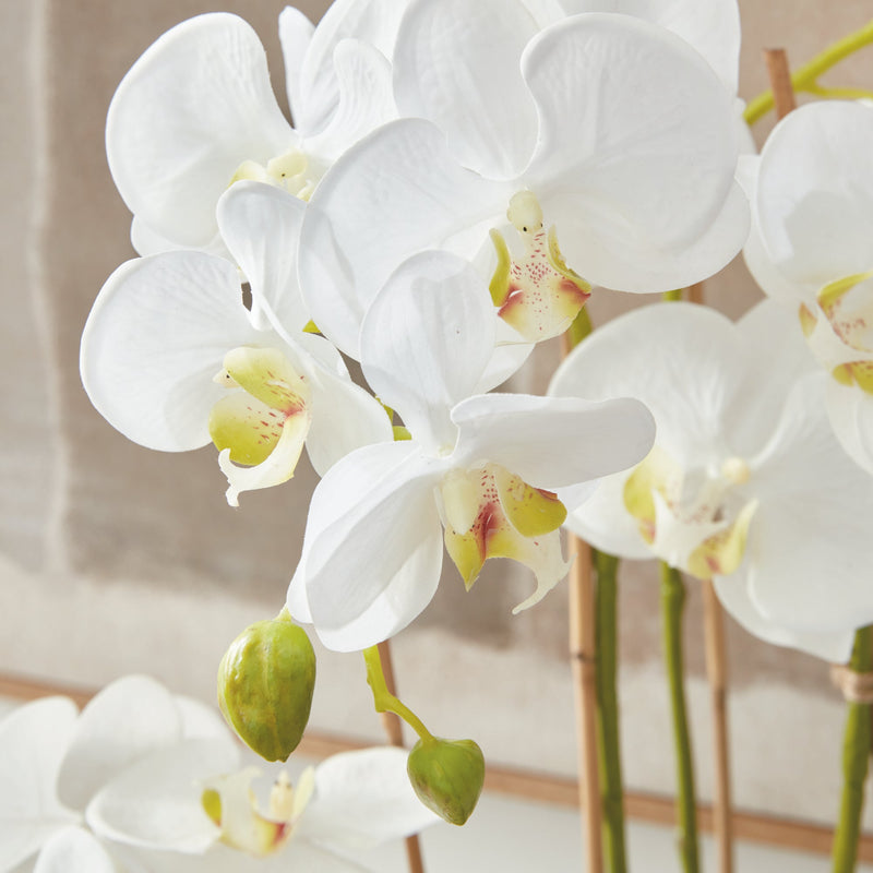 Phalaenopsis White Orchid Drop - In 30" - BlueJay Avenue