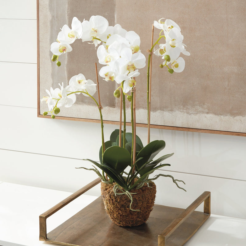 Phalaenopsis White Orchid Drop - In 30" - BlueJay Avenue