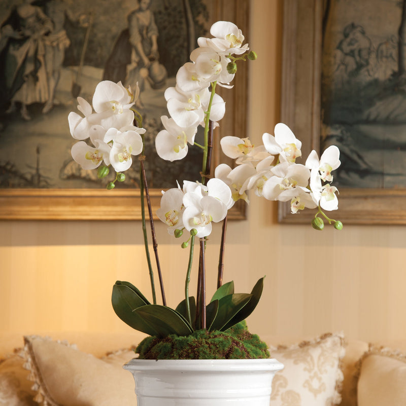 Phalaenopsis White Orchid Drop - In 30" - BlueJay Avenue