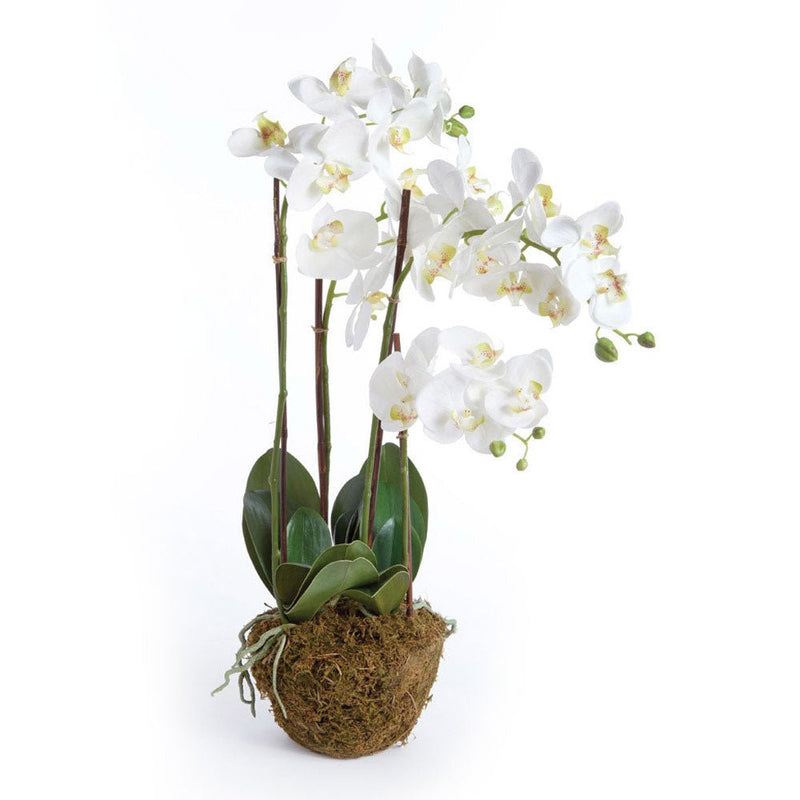 Phalaenopsis White Orchid Drop - In 30" - BlueJay Avenue