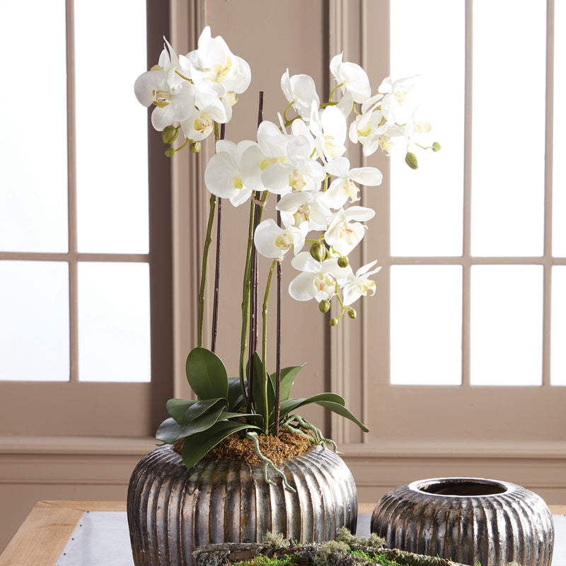 Phalaenopsis White Orchid Drop - In 30" - BlueJay Avenue