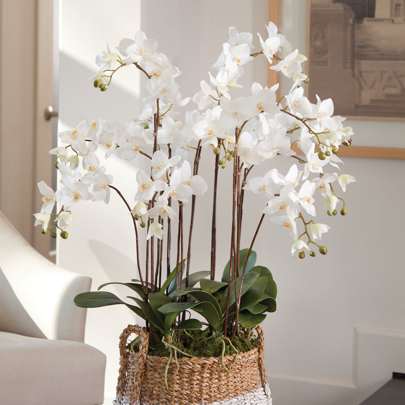 Phalaenopsis White Orchid Drop - In 36" - BlueJay Avenue