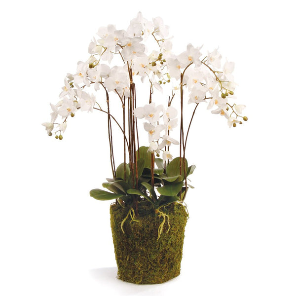 Phalaenopsis White Orchid Drop - In 36" - BlueJay Avenue