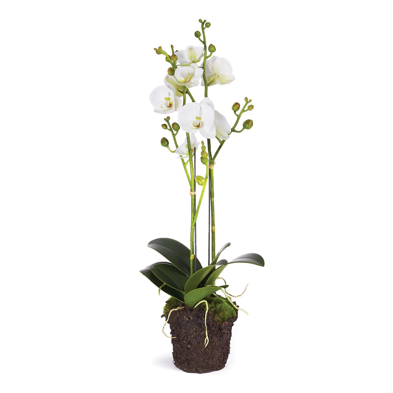 Phalaenopsis X 2 White Orchid Artificial Flower Drop - In 23" - BlueJay Avenue