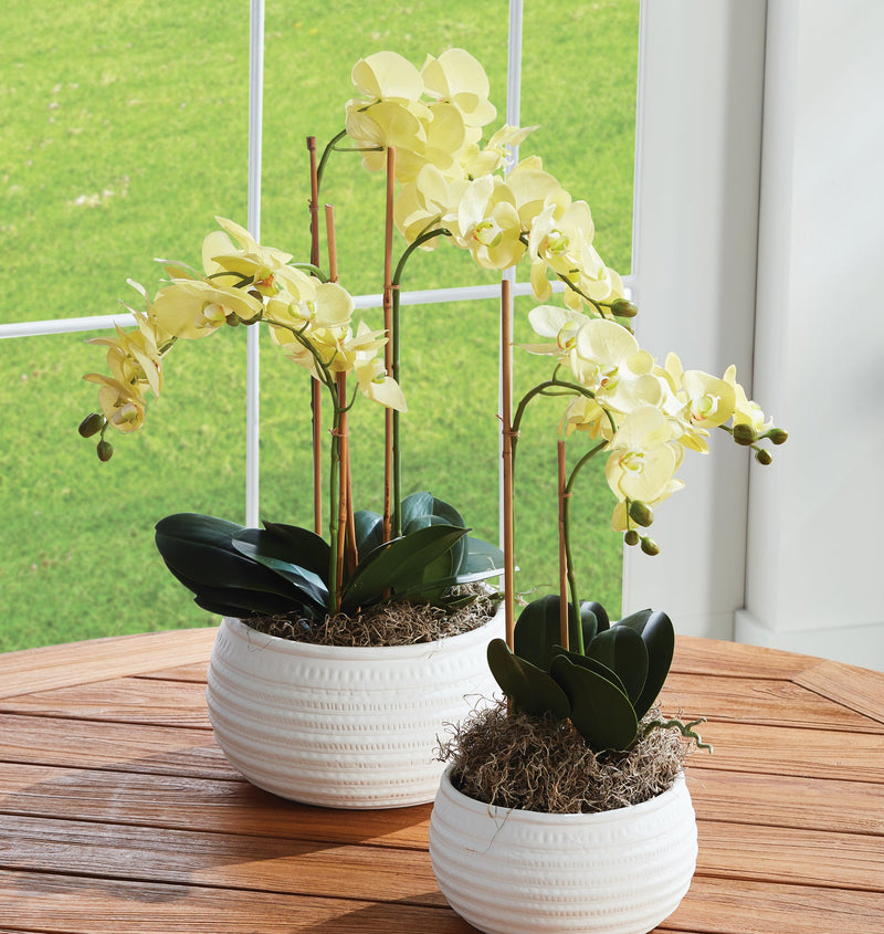 Phalaenopsis Yellow Orchid Drop - In 30" Faux Flower - BlueJay Avenue