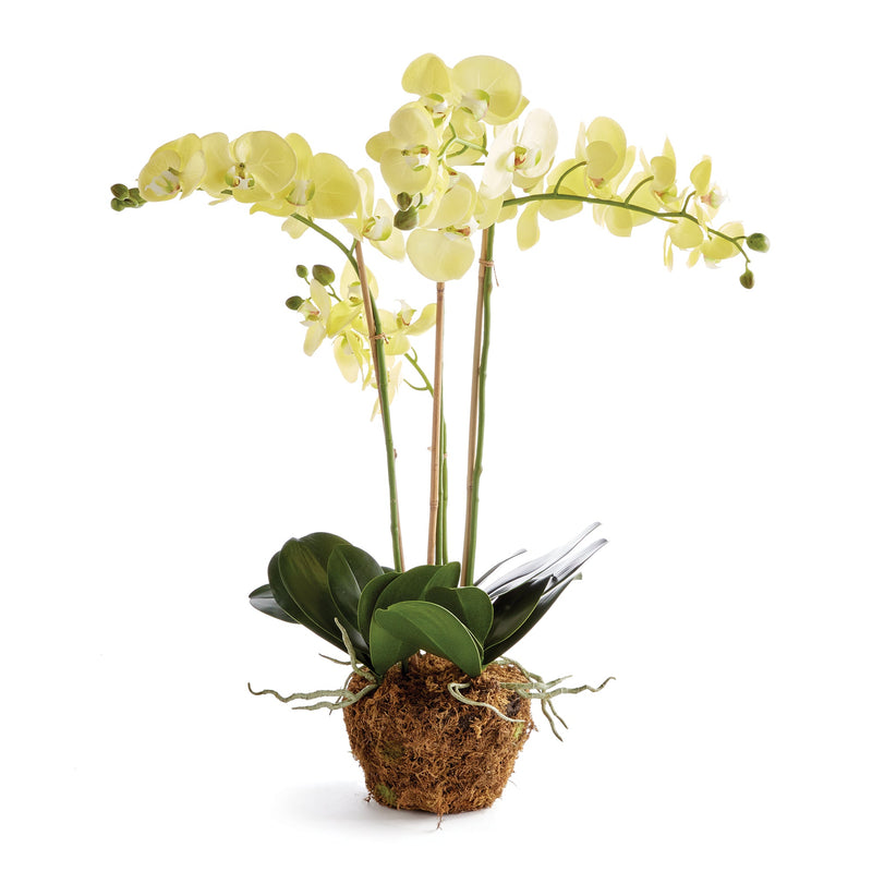 Phalaenopsis Yellow Orchid Drop - In 30" Faux Flower - BlueJay Avenue